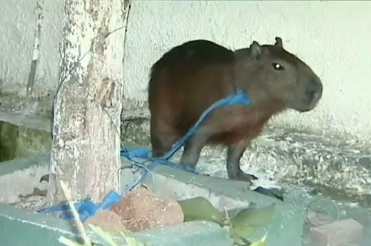 Capivara no churrasco n&atilde;o &eacute; brincadeira