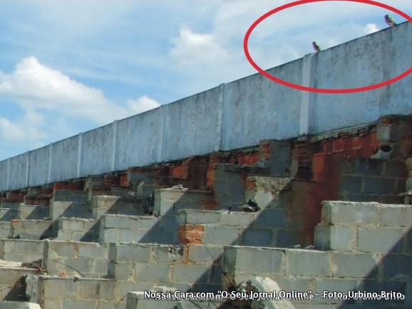 Vejam no detalhe corujas pousadas no topo do muro do estádio