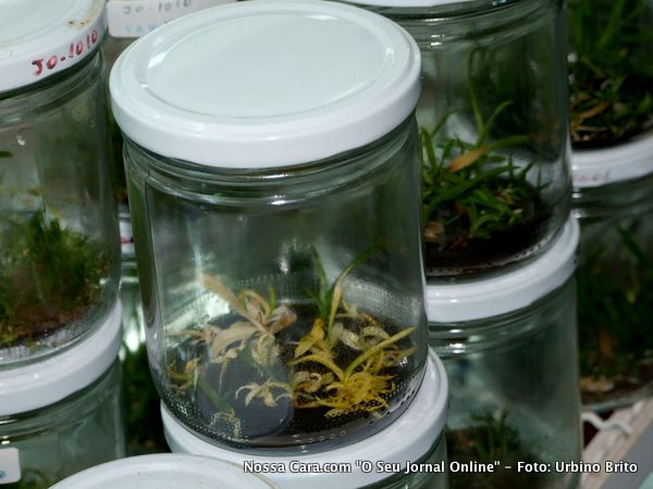 Aqui temos um exemplar de orquideia albina conseguida atrav&eacute;z de manipula&ccedil;&atilde;o gen&eacute;tica.