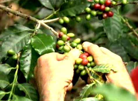 Na Colombia colhe-se s&oacute; os gr&atilde;os maduros