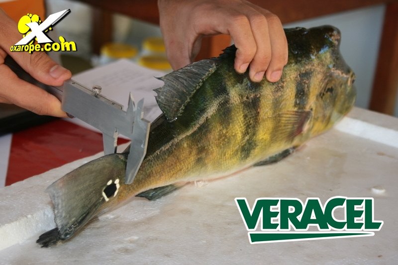 Foto: