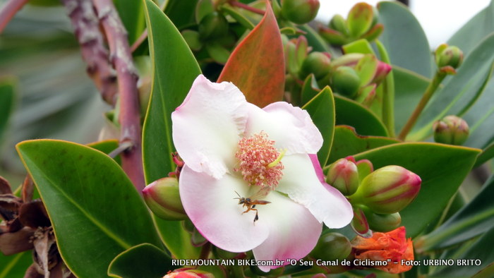 Nesta imagem uma abelha Jatai em uma flor no Parque Municipal de Mucug� onde fica o Projeto Sempre Viva