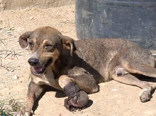 O cachorro foi baleado na pata durate a troca de tiros - Foto: TV Vit�ria