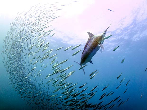 Marlim azul ataca bola de sardinhas durante migra��o de cardume na costa da �frica do Sul (Foto: Daniel Botelho)