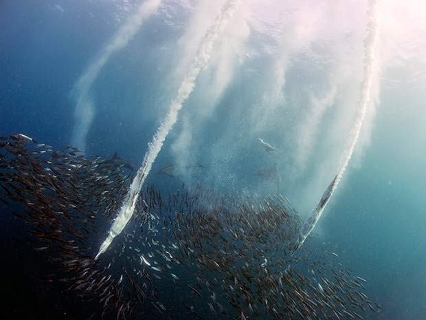 Aves sobrevoam mar e mergulham para ca�ar durante corrida das sardinhas (Foto: Daniel Botelho)