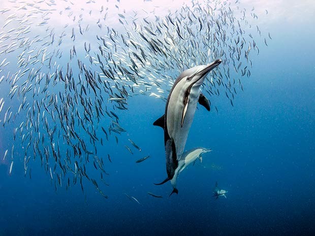 Durante a corrida das sardinhas, golfinhos soltam bolhas de ar para brecar os peixes e atac�-los (Foto: Daniel Botelho)